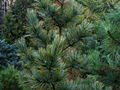Pinus cembra IMG_1792 Sosna limba